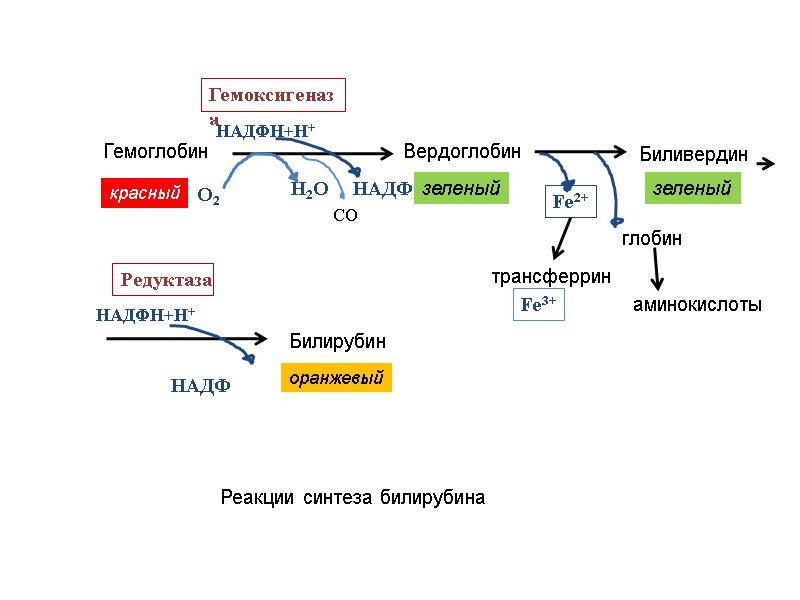 Гемоглобин Гемоксигеназа Вердоглобин НАДФН+Н+ Н2О О2 НАДФ зеленый красный Биливердин зеленый Редуктаза Fe2+ трансферрин